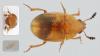 Leiodes sp.